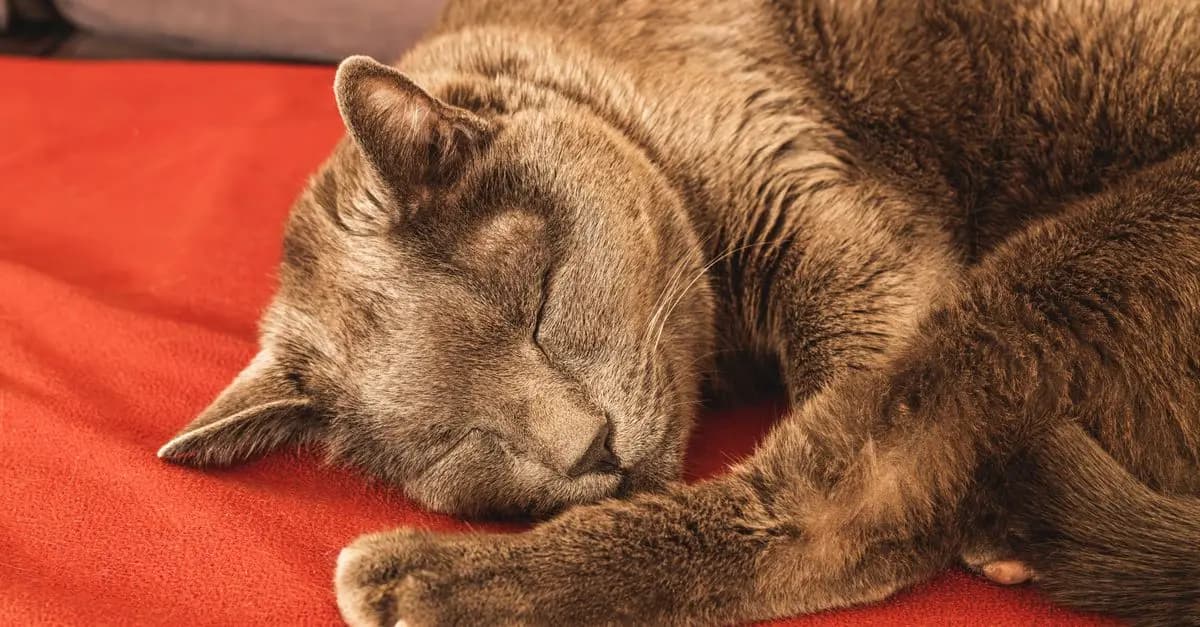 Hygiène de Vie : L'Importance du Sommeil dans l'Entraînement